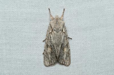 Lithophane ornitopus