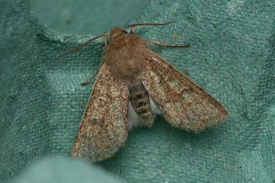 <i>Orthosia cruda</i>