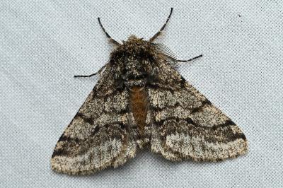 <i>Lycia hirtaria</i>