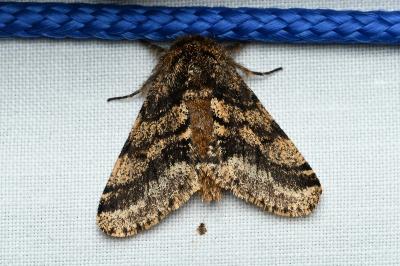 <i>Lycia hirtaria</i>