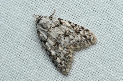 <i>Nola cicatricalis</i>