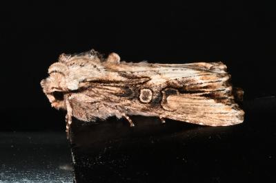 <i>Egira conspicillaris</i>