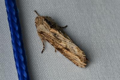 <i>Egira conspicillaris</i>