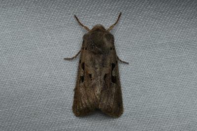<i>Orthosia gothica</i>