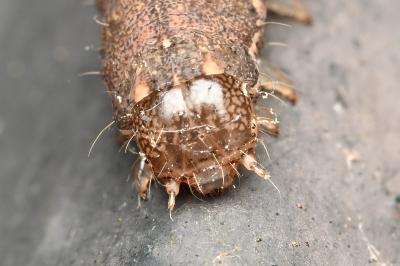 <i>Mormo maura</i>