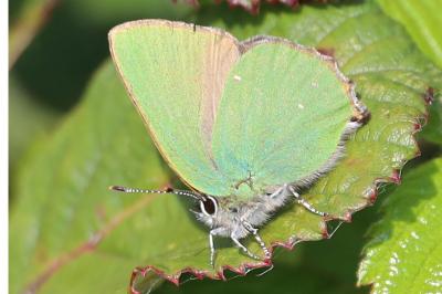 <i>Callophrys rubi</i>