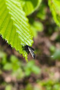 <i>Adela reaumurella</i>