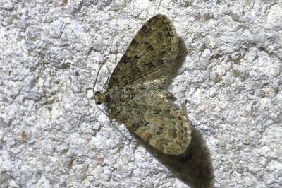 <i>Eupithecia</i>
