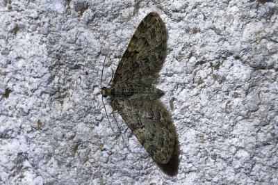 <i>Eupithecia</i>