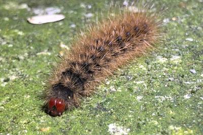 <i>Arctia villica</i>