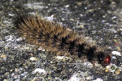 <i>Arctia villica</i>