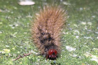 <i>Arctia villica</i>