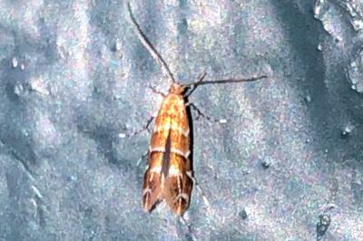 <i>Cameraria ohridella</i>