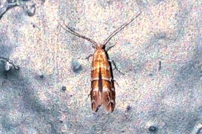 <i>Cameraria ohridella</i>