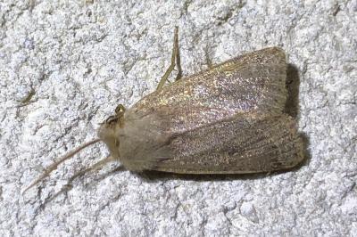 <i>Orthosia cerasi</i>