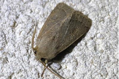<i>Orthosia cerasi</i>
