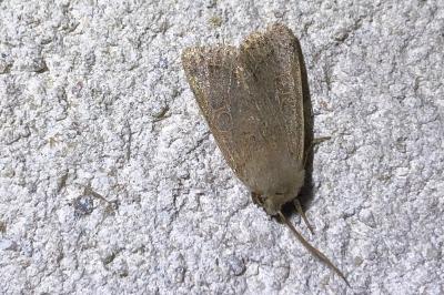 <i>Orthosia cerasi</i>