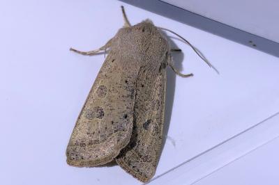 <i>Orthosia gracilis</i>