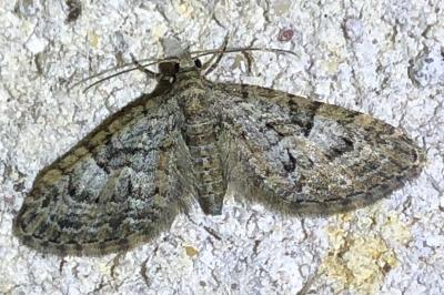 <i>Eupithecia abbreviata</i>