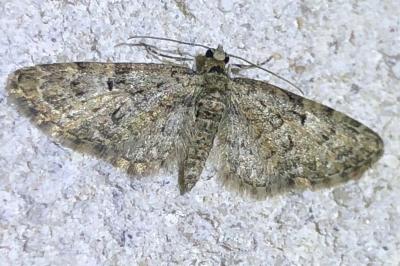 <i>Eupithecia</i>