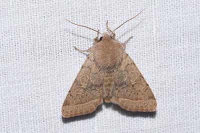 <i>Orthosia cerasi</i>