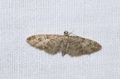 <i>Eupithecia abbreviata</i>