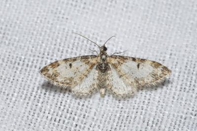 <i>Eupithecia irriguata</i>