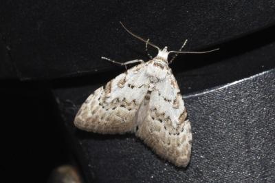 <i>Nola confusalis</i>