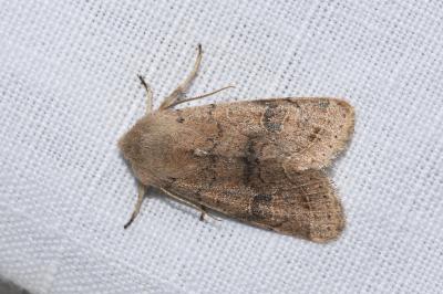 <i>Orthosia incerta</i>