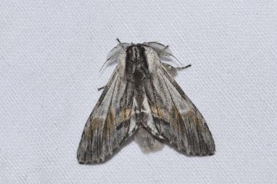 <i>Harpyia milhauseri</i>