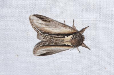 <i>Pheosia tremula</i>