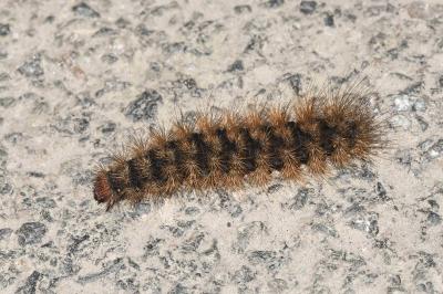 <i>Arctia villica</i>