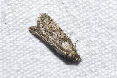 <i>Cnephasia cupressivorana</i>