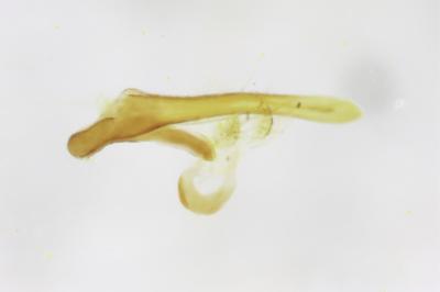 <i>Cnephasia cupressivorana</i>