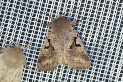 <i>Orthosia gothica</i>