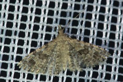 <i>Alucita hexadactyla</i>
