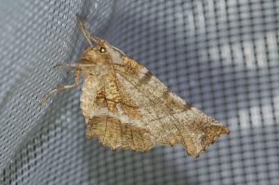 <i>Selenia dentaria</i>