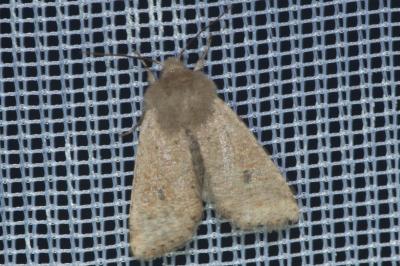 <i>Orthosia cruda</i>