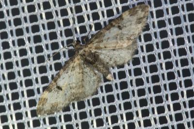 <i>Eupithecia irriguata</i>