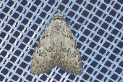 <i>Nola confusalis</i>