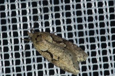 <i>Semioscopis steinkellneriana</i>