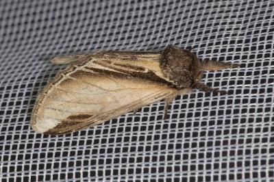 <i>Pheosia tremula</i>