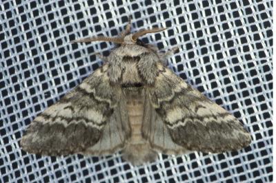 <i>Drymonia ruficornis</i>