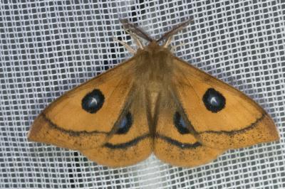 <i>Aglia tau</i>