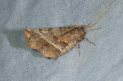 <i>Selenia dentaria</i>