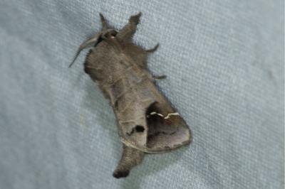 <i>Clostera anachoreta</i>