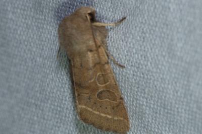 <i>Orthosia cerasi</i>