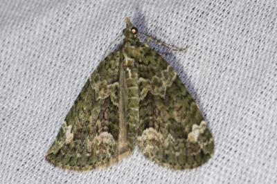 <i>Chloroclysta siterata</i>