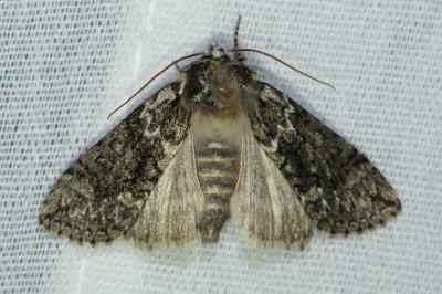 <i>Polyploca ridens</i>