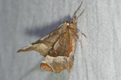 <i>Selenia tetralunaria</i>